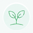 Jonge plant